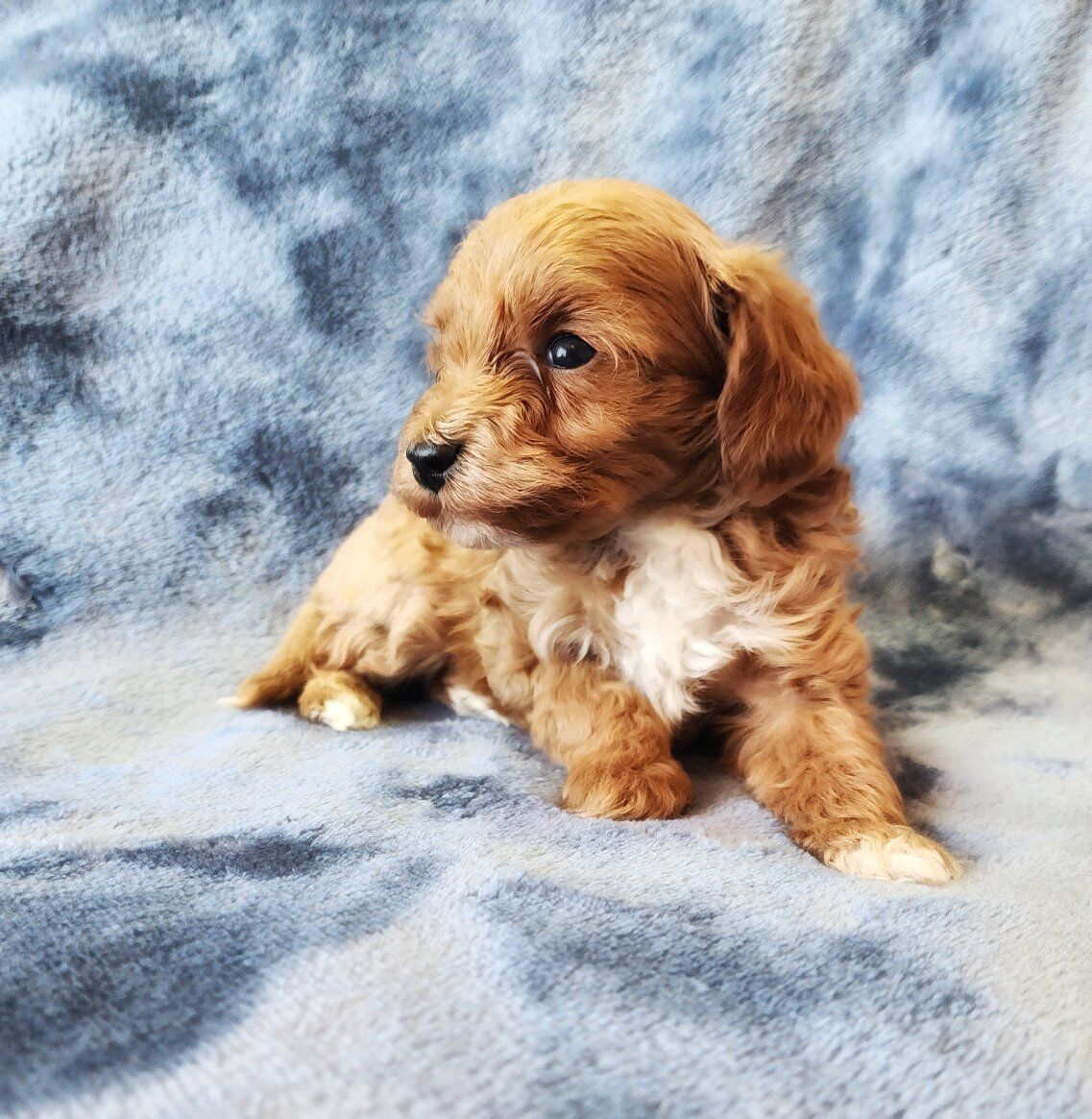 ValentineMicro Cavapoos ( Cavalier x Poodle)