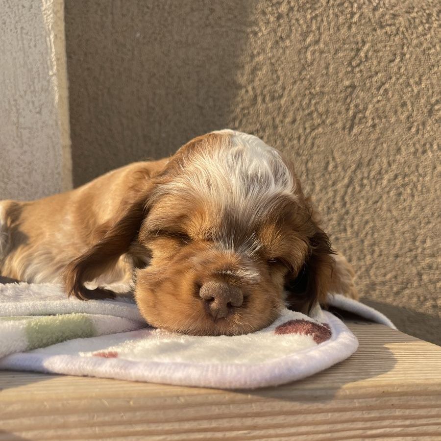 AKC American Cocker Spaniel Puppies
