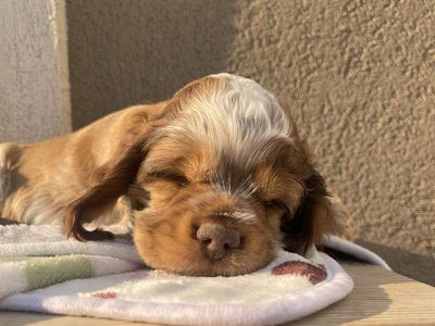 AKC American Cocker Spaniel Puppies