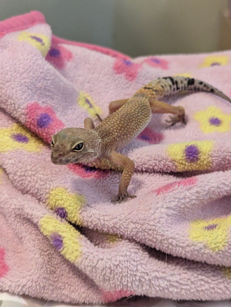 Leopard Gecko and tank