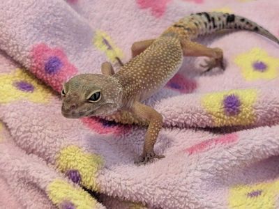 Leopard Gecko and tank