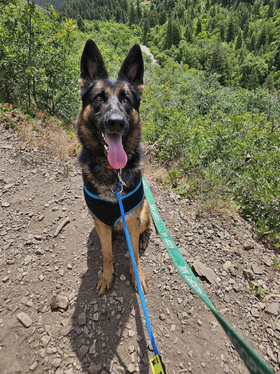 A135242 Allie is Available for Adoption!