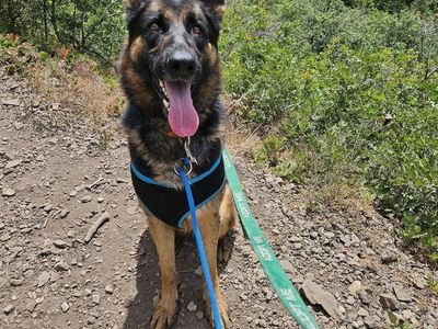 A135242 Allie is Available for Adoption!