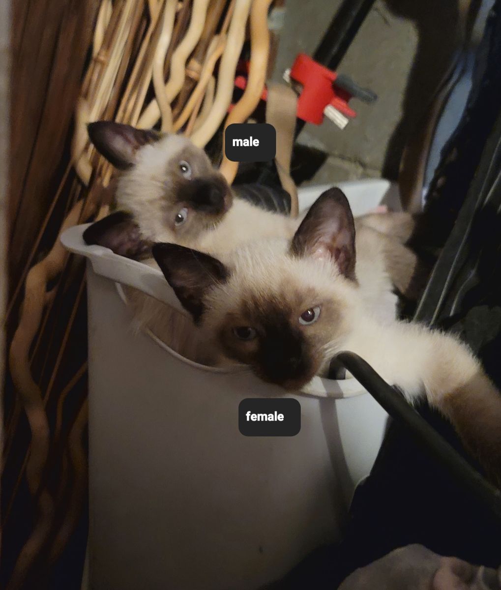 3 RAGDOLL MIX KITTENS LEFT
