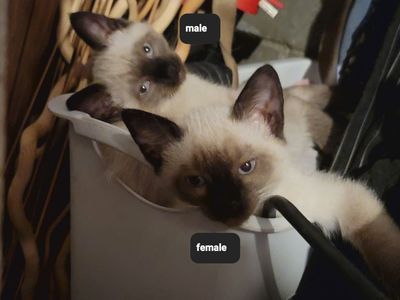 3 RAGDOLL MIX KITTENS LEFT
