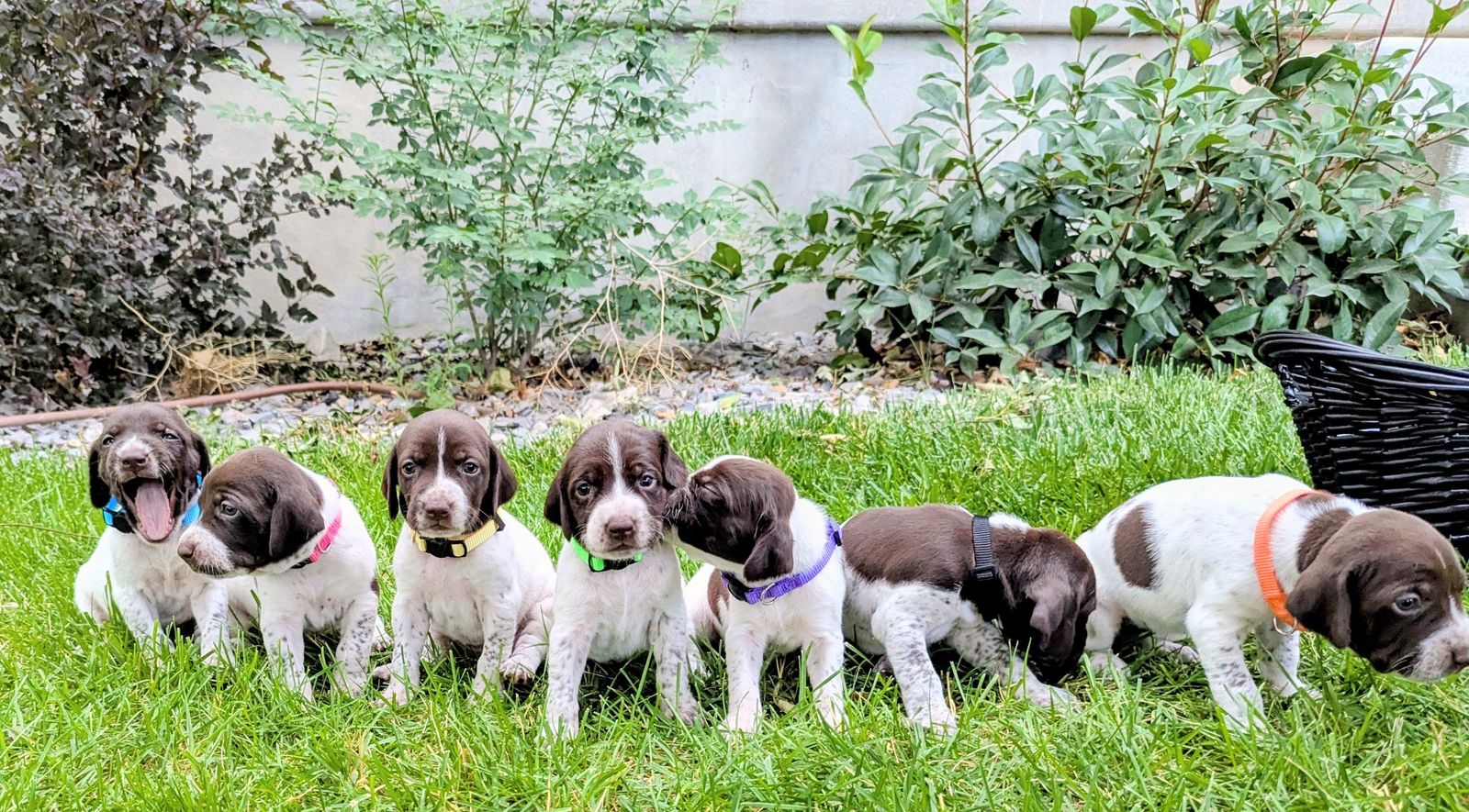 AKC Purebred German Shorthair Pointer (GSP) Puppies