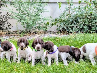 AKC Purebred German Shorthair Pointer (GSP) Puppies