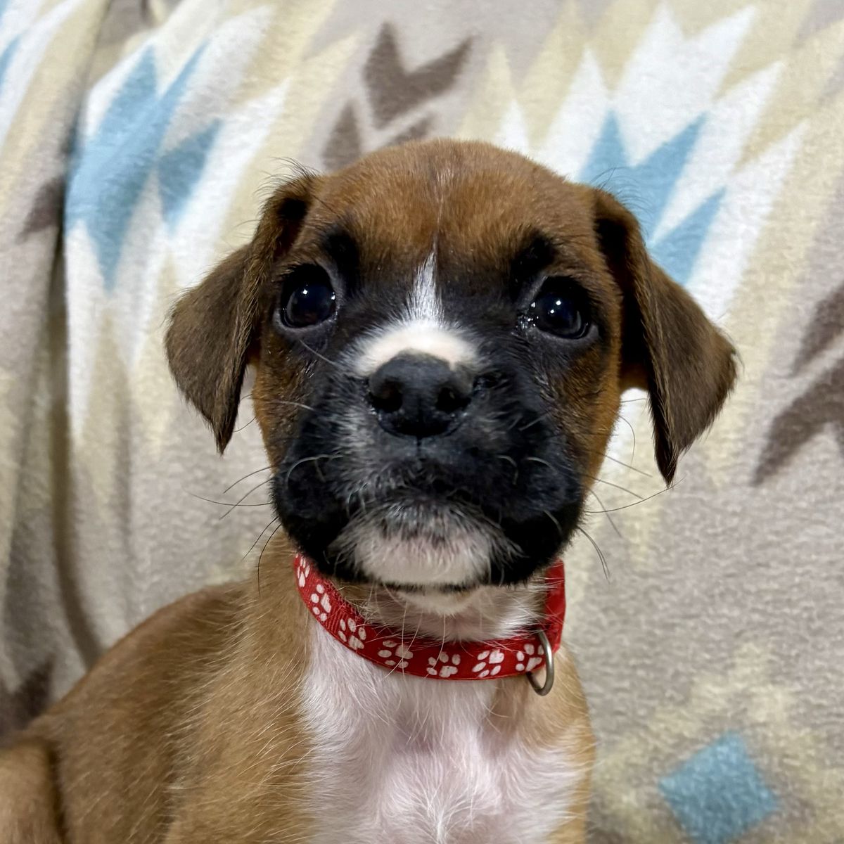 Boxer puppies! Only one left!