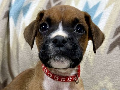Boxer puppies! Only one left!