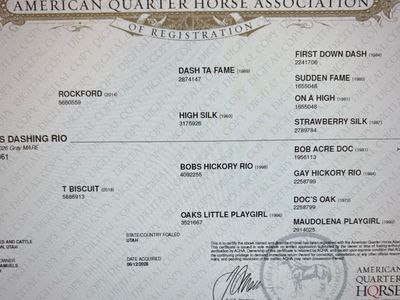 2026 Dash Ta Fame/Bobs Hickory Rio Filly - BlackRope or Barrel Prospect