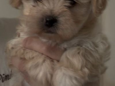 Maltipoo Puppy