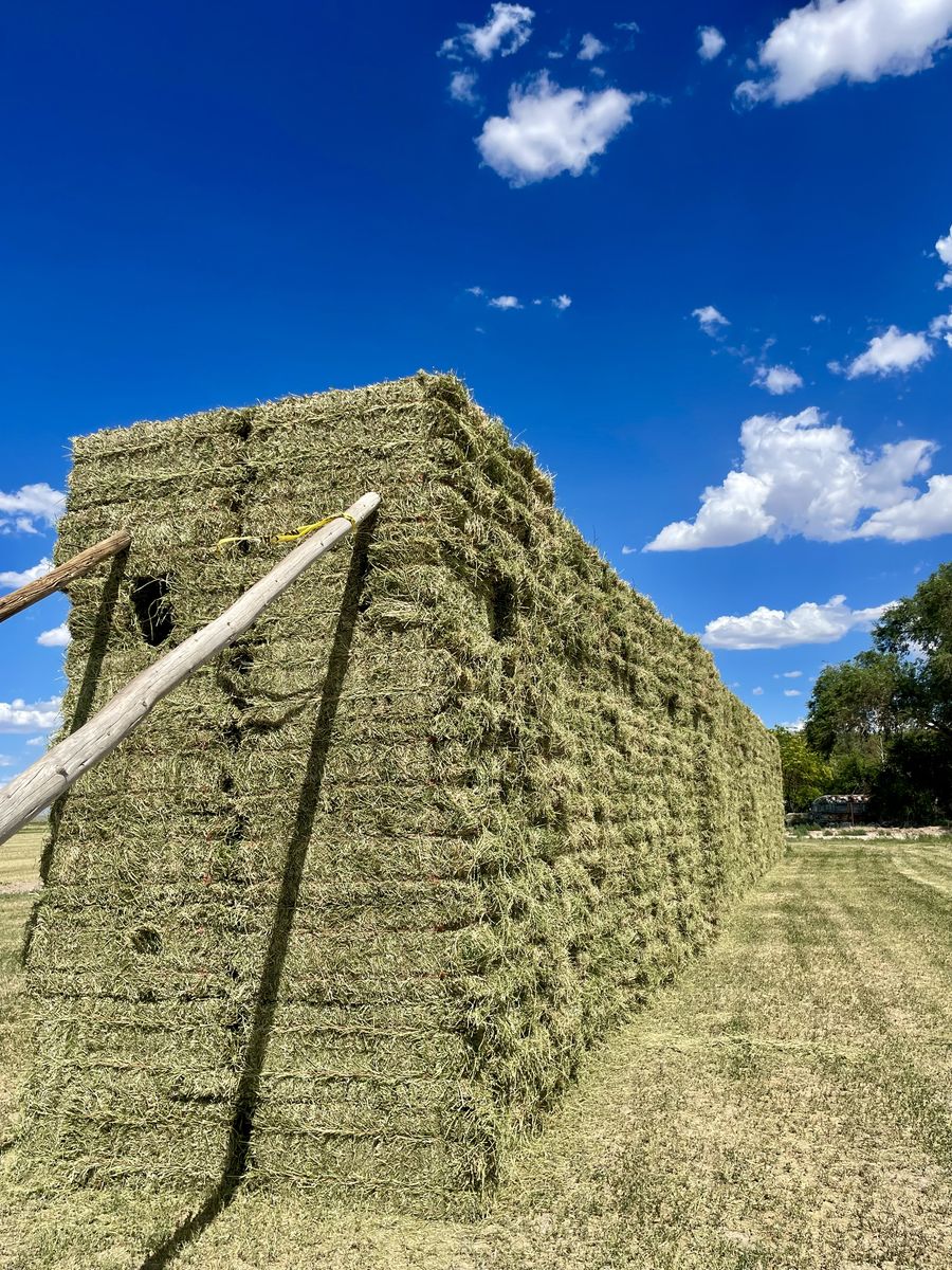 Alfalfa Hay Small bale leafy clean 
