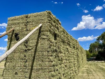 Alfalfa Hay Small bale leafy clean