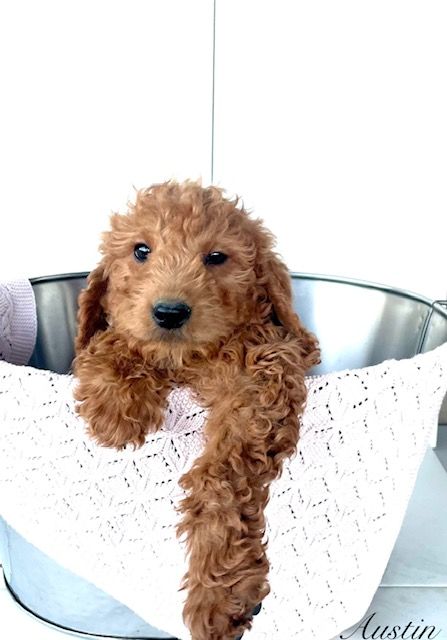Deep Red Mini F1B Goldendoodle Puppies — Ready for Their Forever Homes