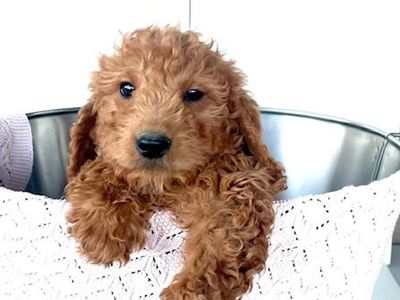 Deep Red Mini F1B Goldendoodle Puppies — Ready for Their Forever Homes