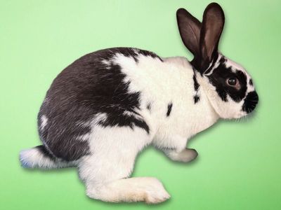 A160401 Ebenezer is Available for Adoption!