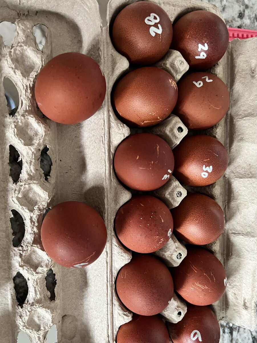 BCM Chicks Hatching 3/3 Great Deal