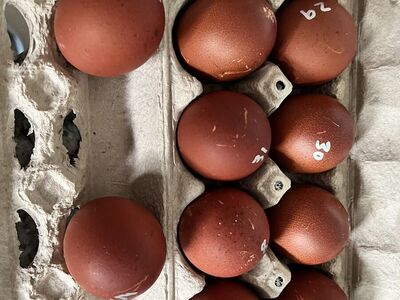 BCM Chicks Hatching 3/3 Great Deal