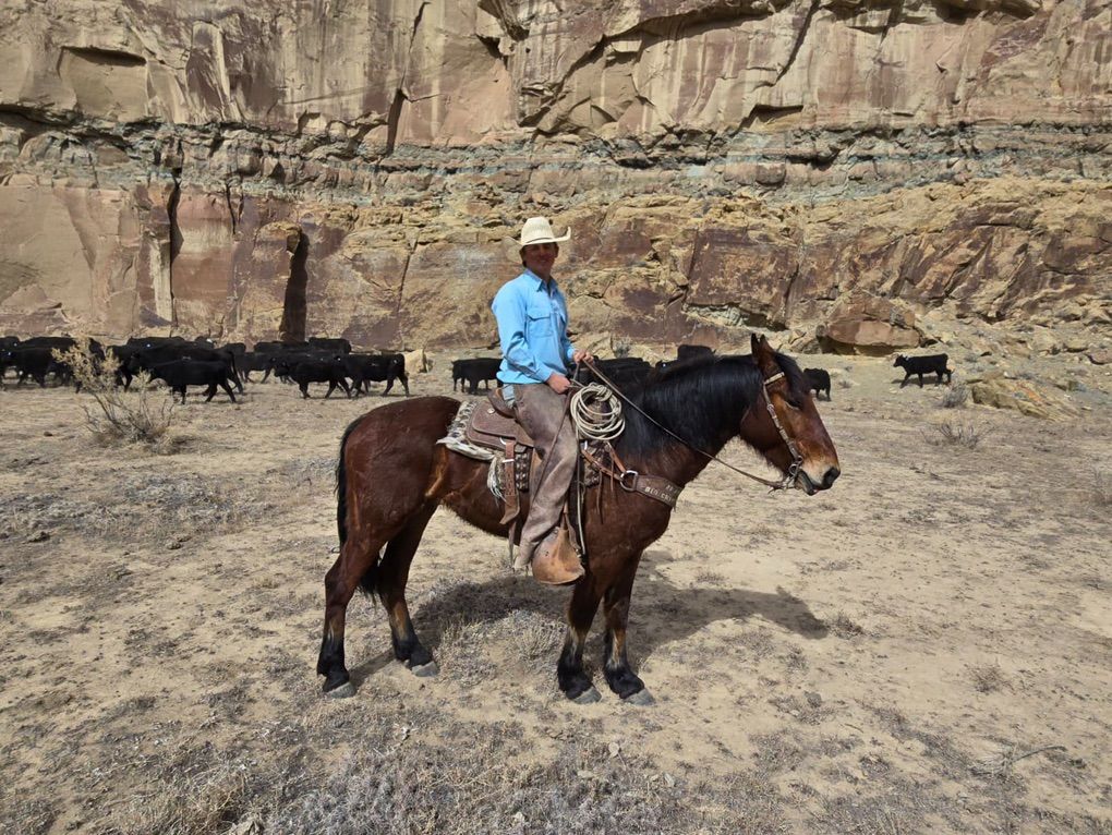 Bay Half Draft  Ranch Horse