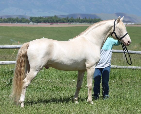 Reg Morgan stallions at stud