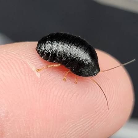 Roly Poly Roaches