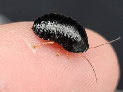 Roly Poly Roaches