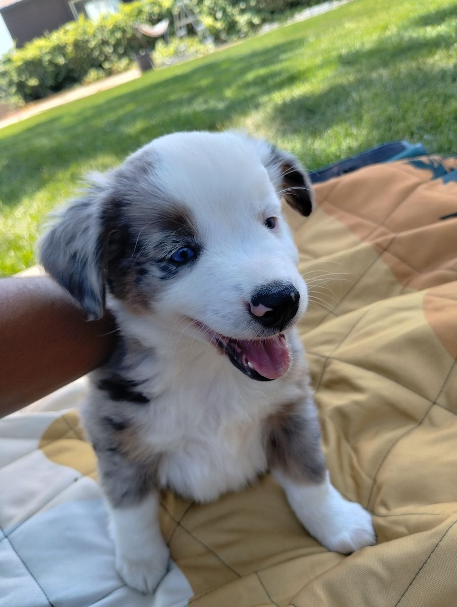Miniature Australian Shepherd Mini Aussie ASDR