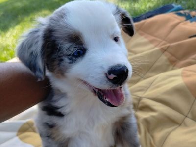 Miniature Australian Shepherd Mini Aussie ASDR