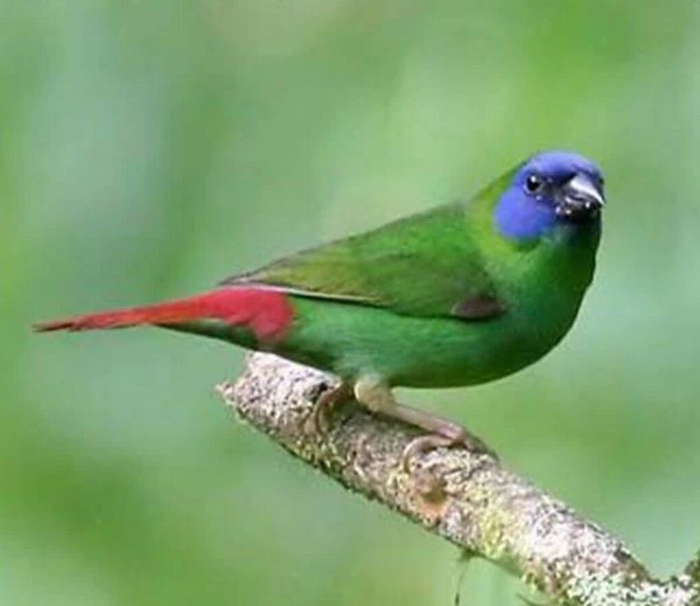 Faced Parrot Finch Pair