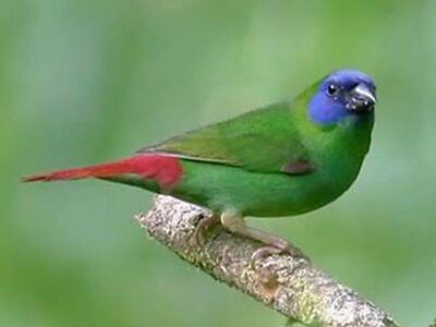 Faced Parrot Finch Pair