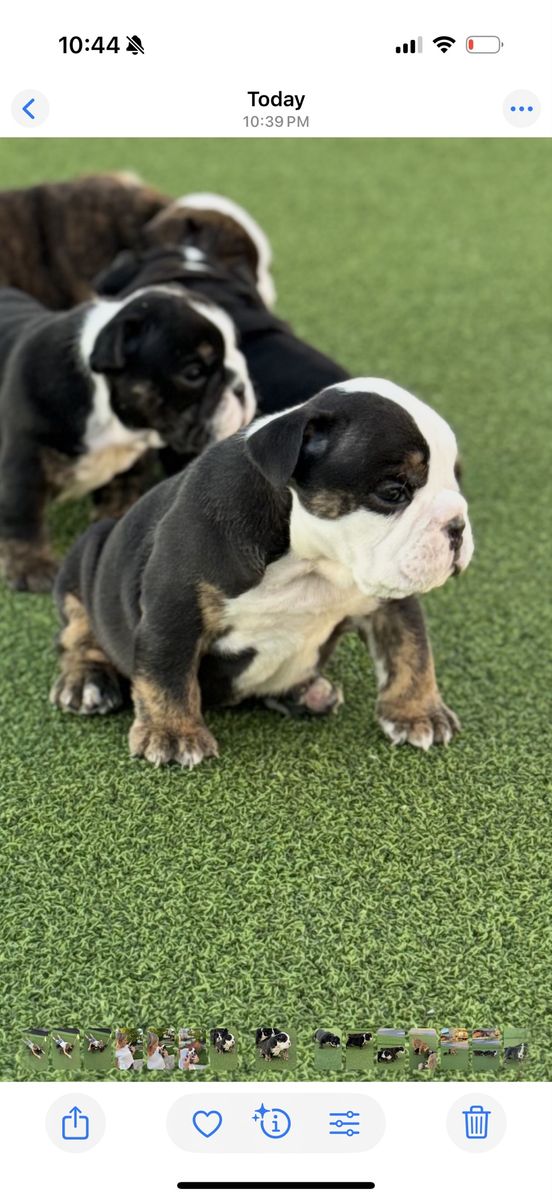 Last Two Amazing English Bulldogs