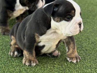 Last Two Amazing English Bulldogs