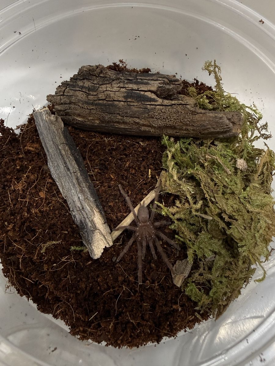 Purple marenduque tarantula