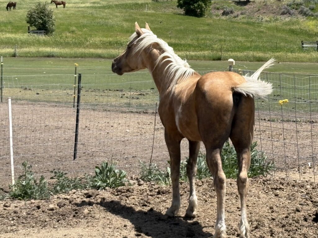 10th Annual Production/Retirement Sale BUY NOW!!