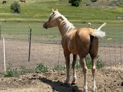 10th Annual Production/Retirement Sale BUY NOW!!