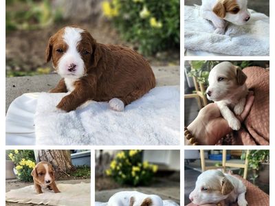 Mini Multigenerational Cavapoo pups
