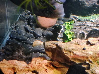 Electric blue and blue acara fry