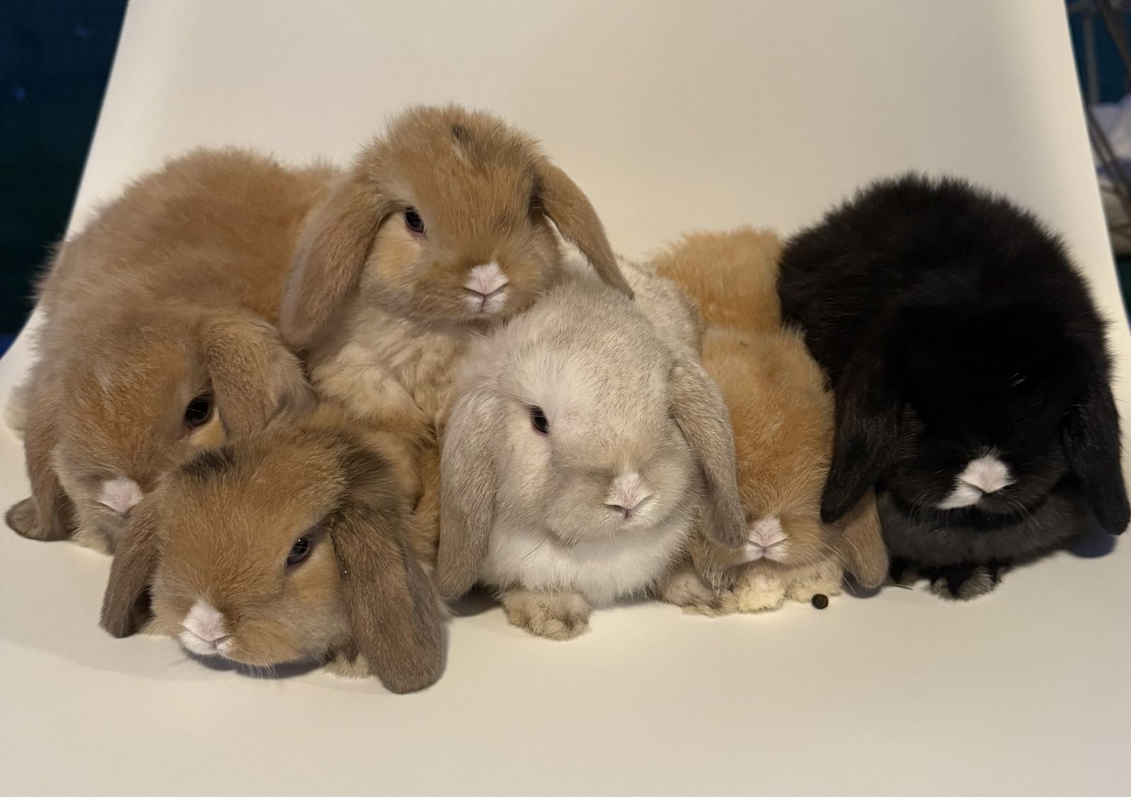 Holland Lop Babies!
