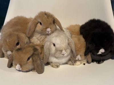Holland Lop Babies!