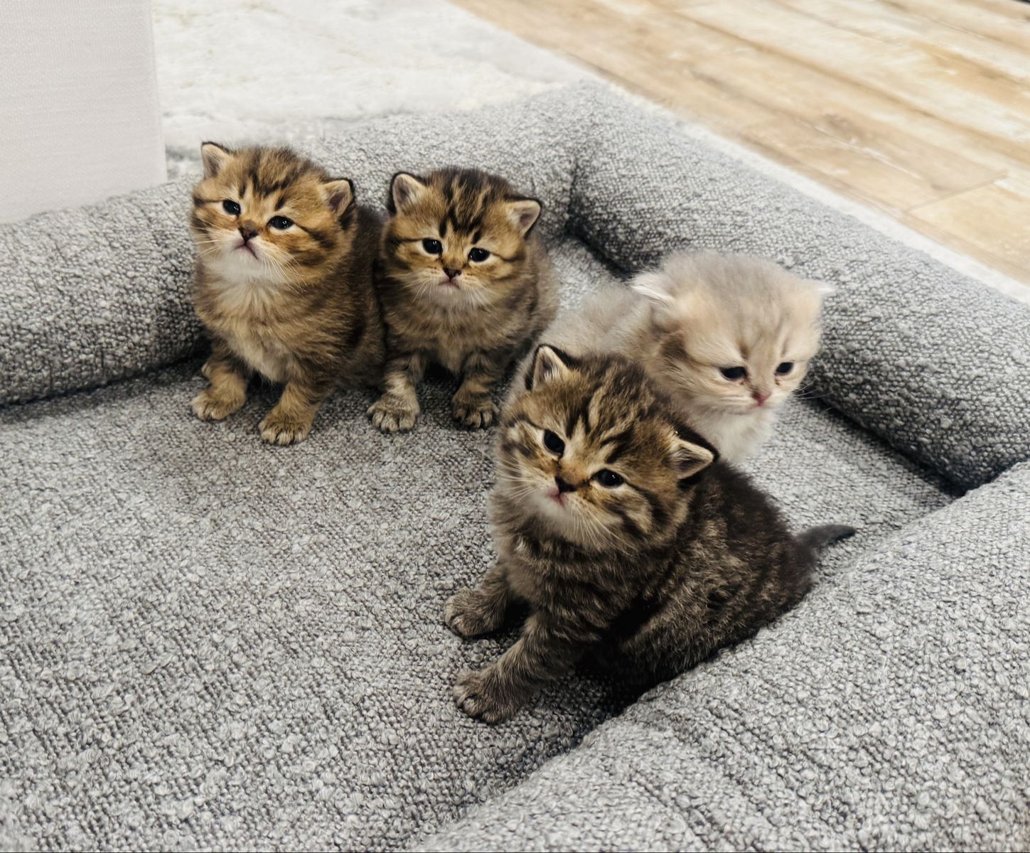 Scottish Straight/Fold Long and Shorthair Kittens
