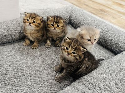 Scottish Straight/Fold Long and Shorthair Kittens