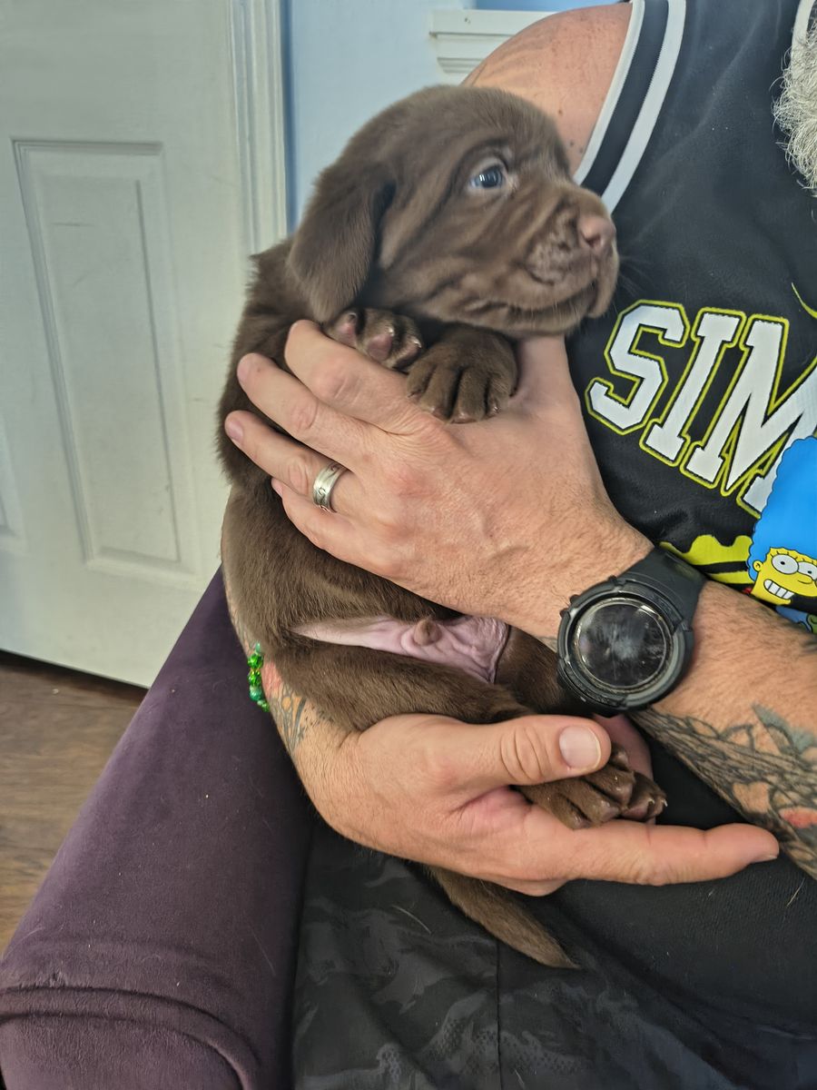 Quality AKC Labrador puppies raised with care, love, and a commitment to happy homes