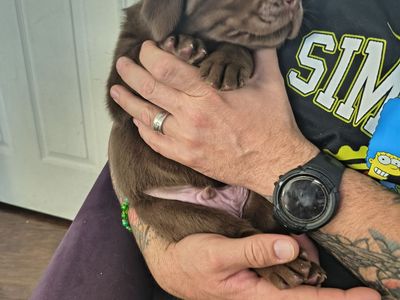Quality AKC Labrador puppies raised with care, love, and a commitment to happy homes