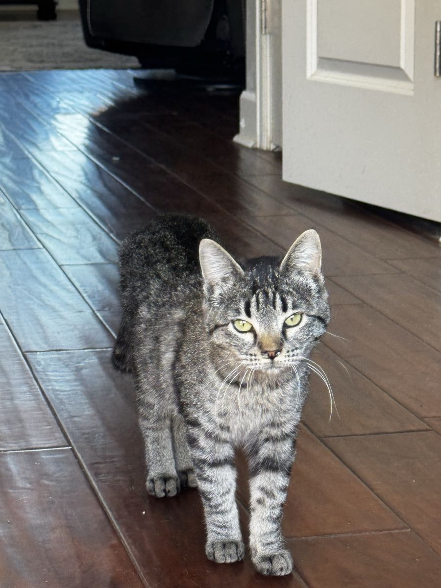 Female Kittens Sisters Rescued Need home