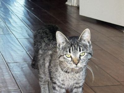 Female Kittens Sisters Rescued Need home