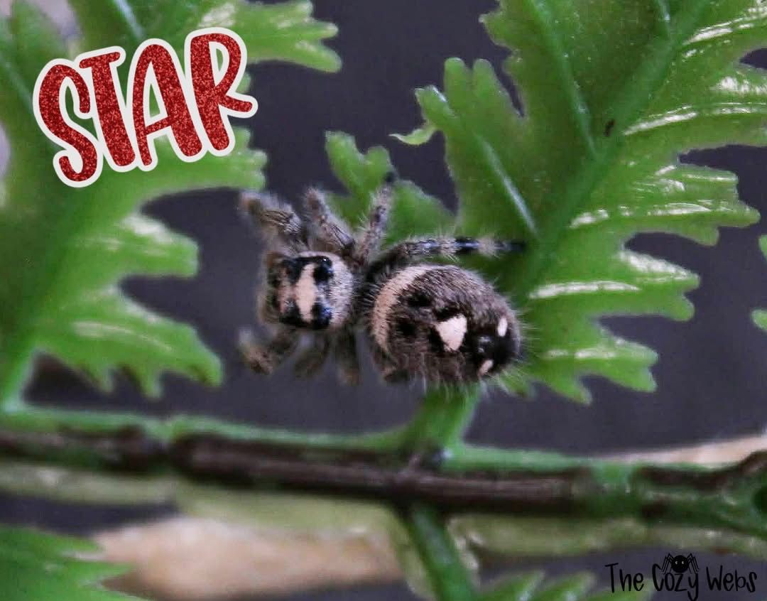 Juvenile regal Jumping spider