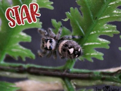 Juvenile regal Jumping spider
