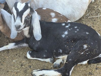 Nubian Bucklings