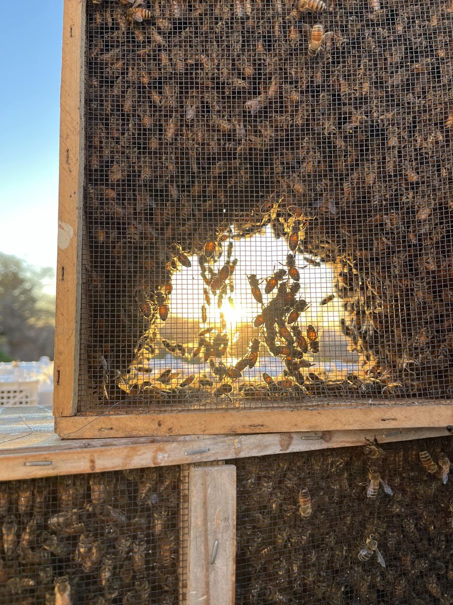 honeybees! locally sourced spring 2026 packages and nucs
