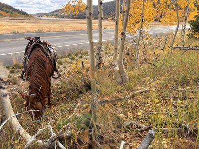 Mustang mare for sale